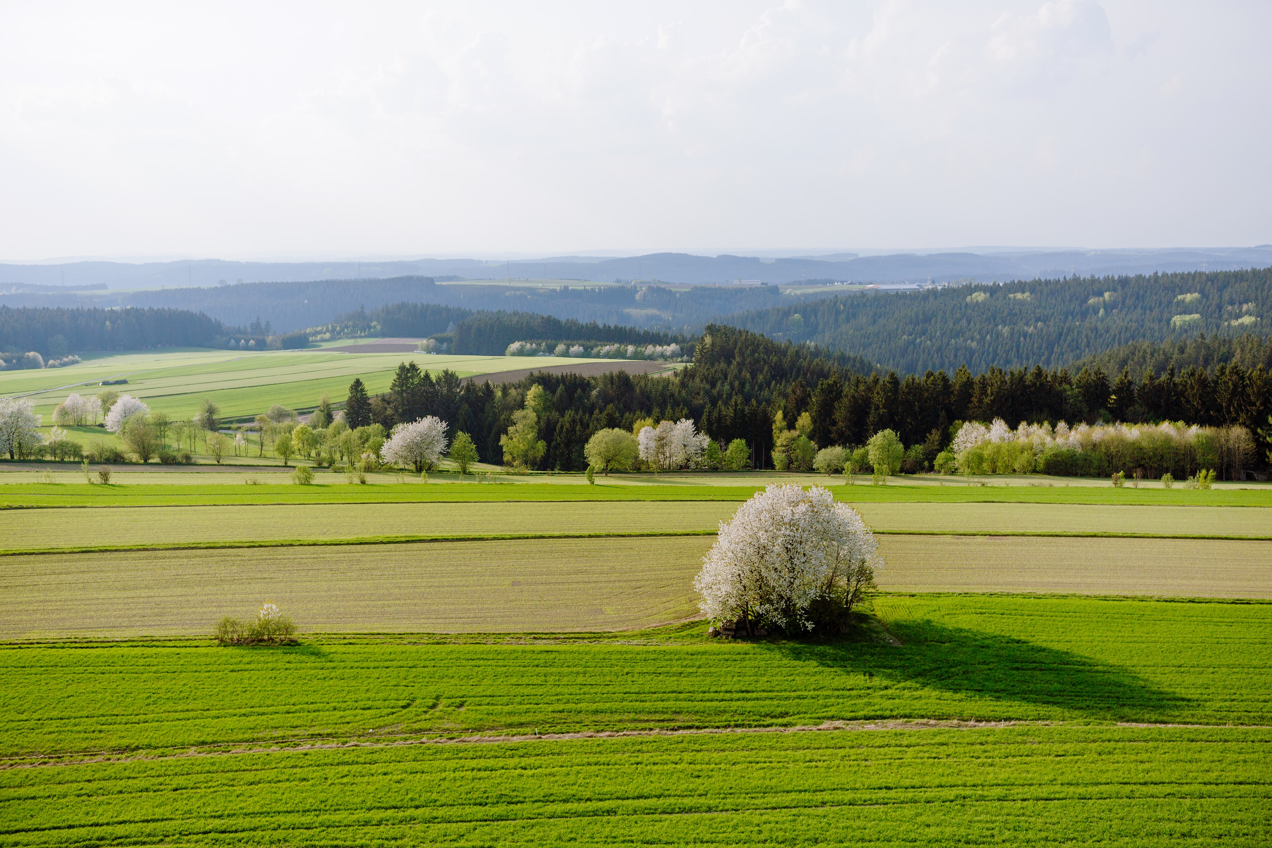 Blick vom Aussichtsturm Birnbaum Leider haben wir keinen Alternativtext zu diesem Bild, aber wir arbeiten daran.