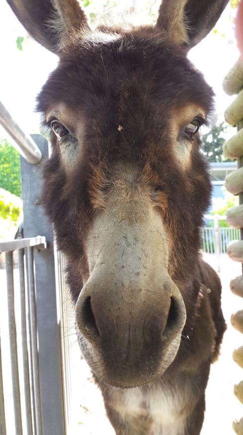 Othello Zoo Hof.JPG Leider haben wir keinen Alternativtext zu diesem Bild, aber wir arbeiten daran.