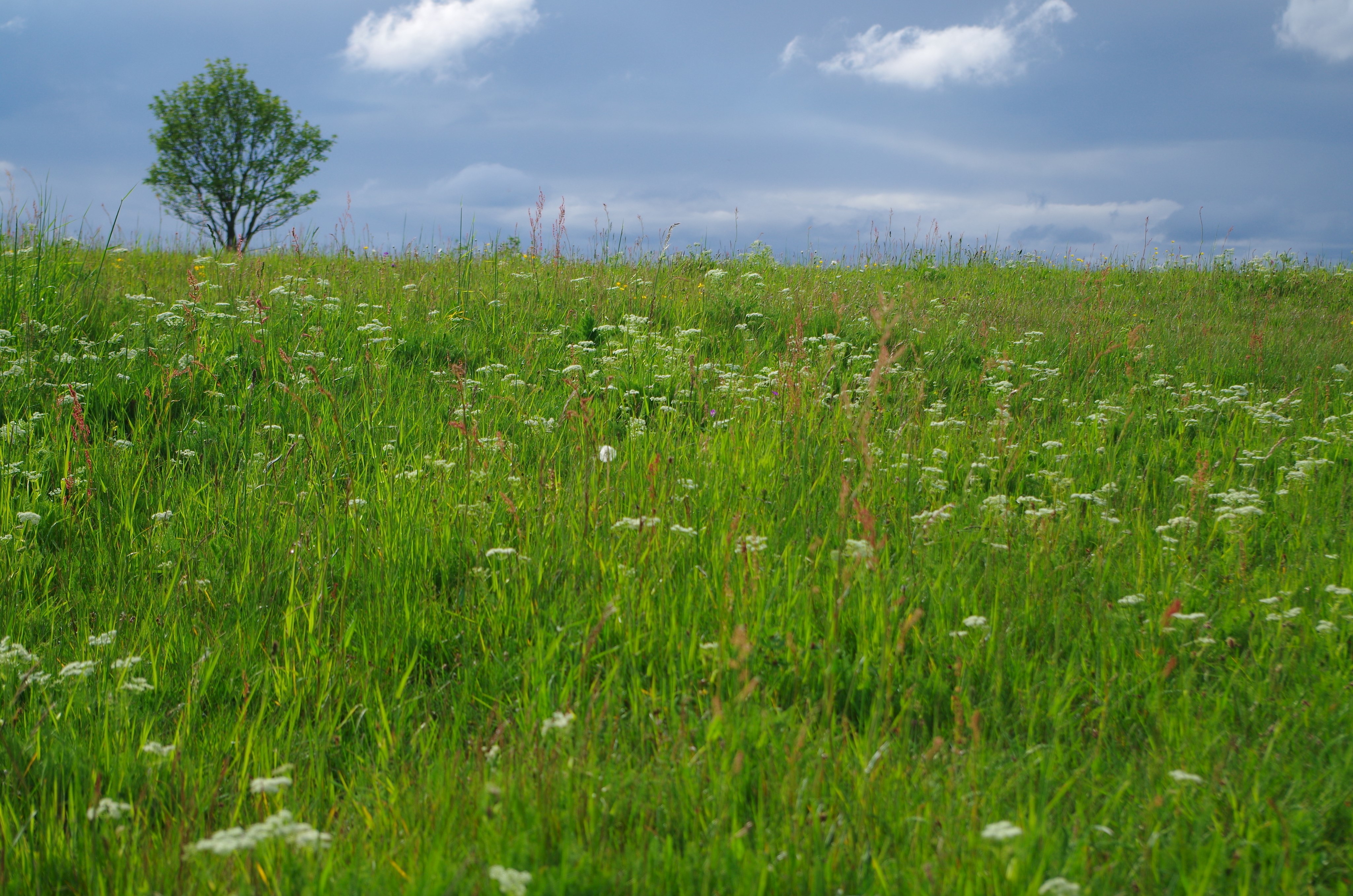 Biodiversitätstour Nordhalben