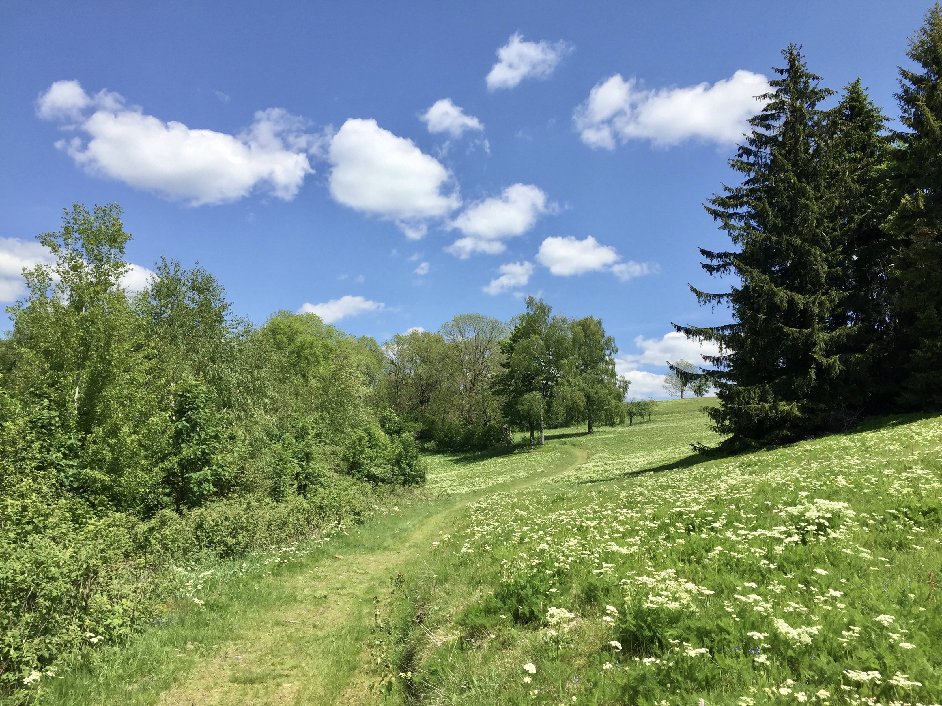 Gemeinsam unterwegs auf dem Wiesen-Panorama-Weg - Familienwanderung mit dem Ranger