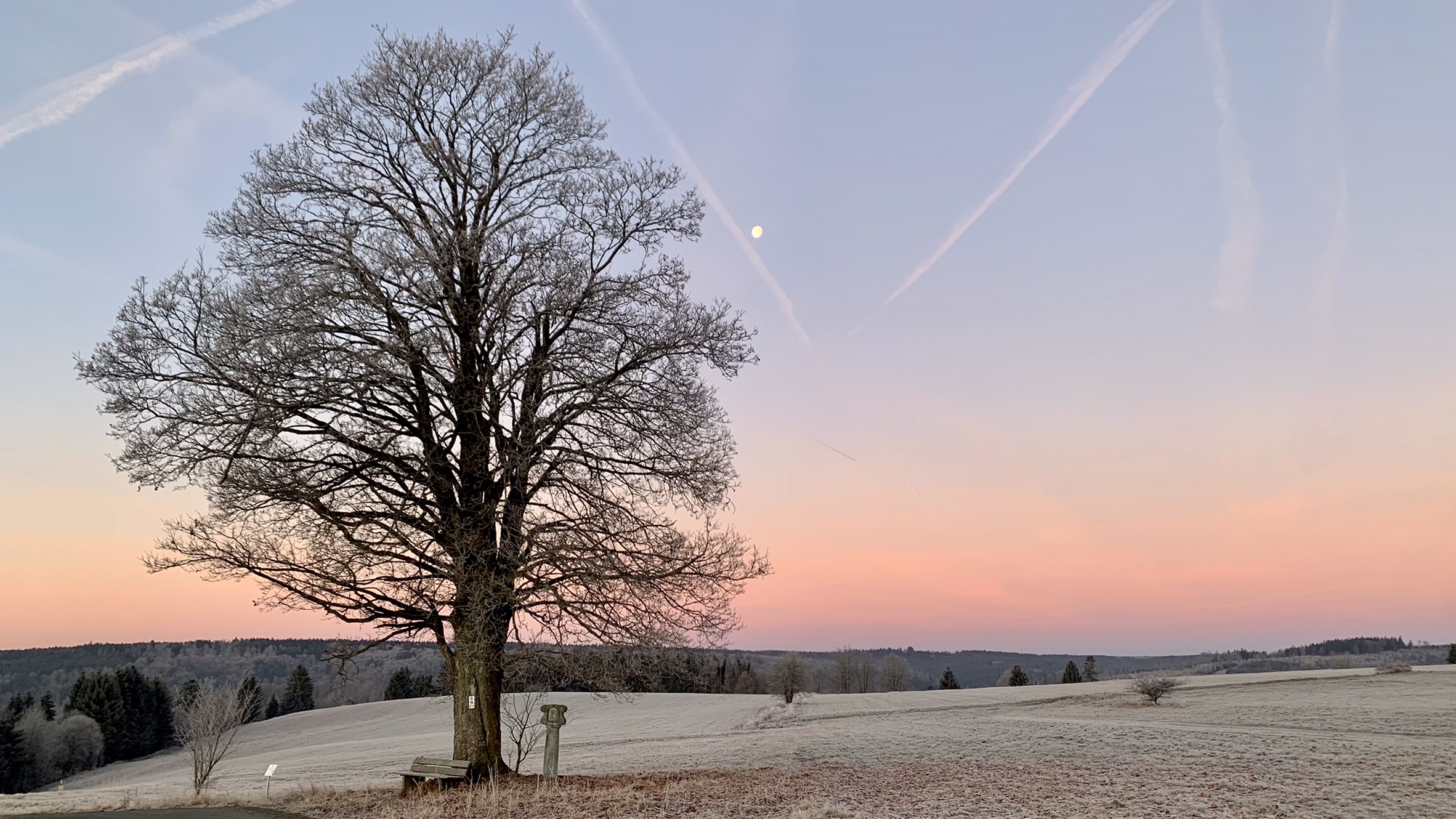 Der Gambibaam bei Nordhalben. Foto von Anja Wunder. Leider haben wir keinen Alternativtext zu diesem Bild, aber wir arbeiten daran.