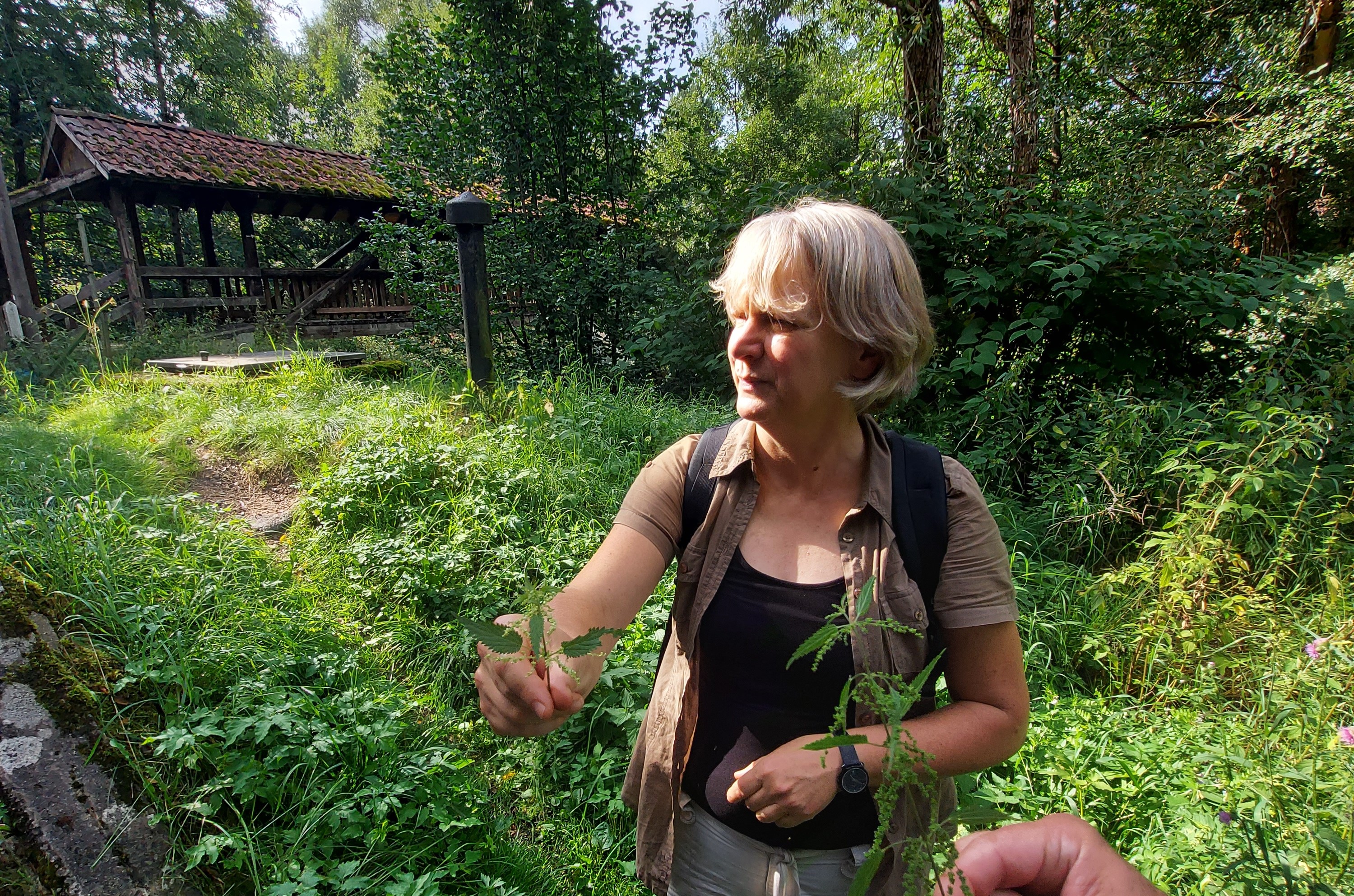 Brennnessel, Giersch und Gundermann - eine Familien-Wildkräutertour