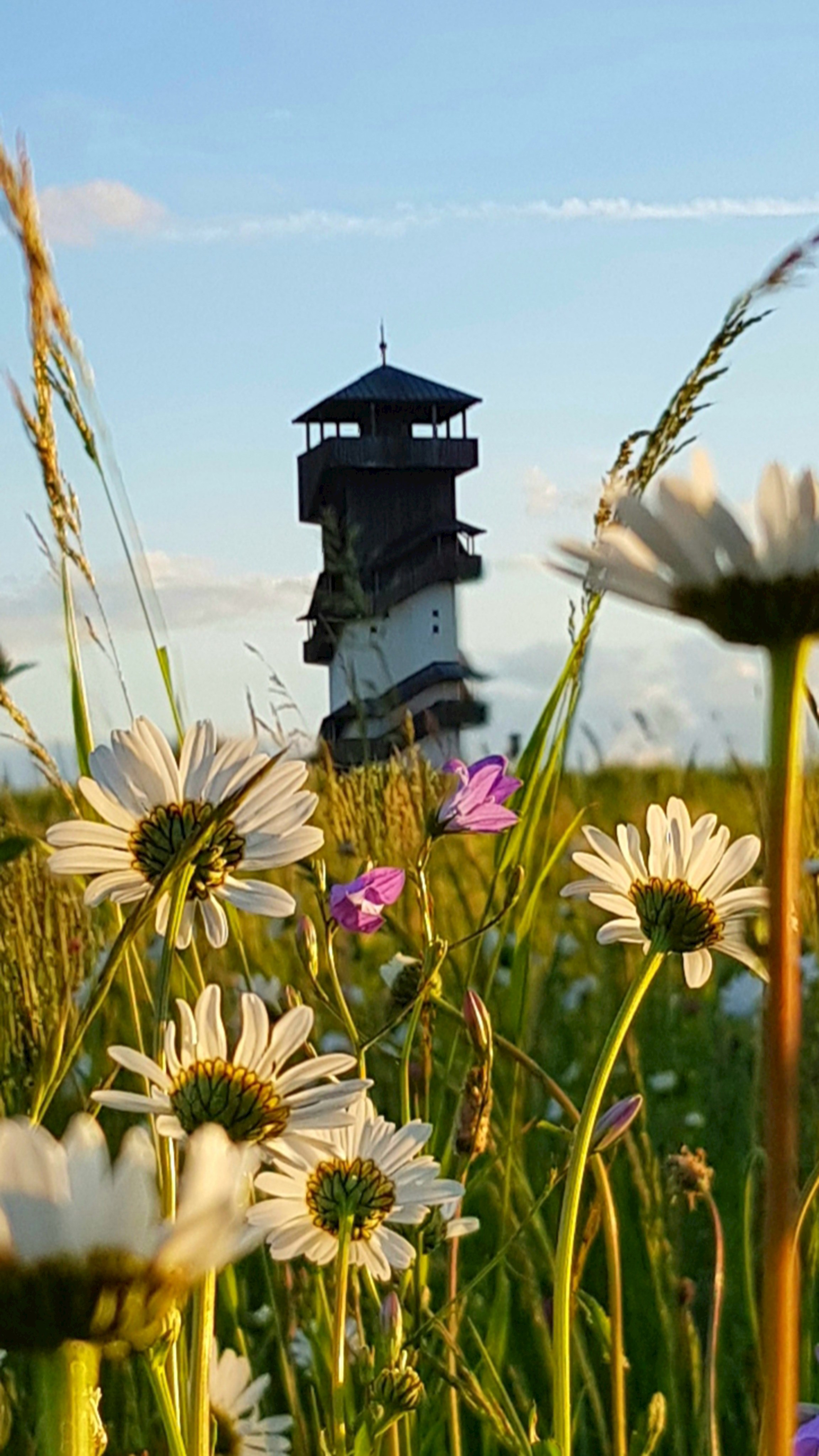 Aussichtsturm Birnbaum_Foto Frank Murrmann_DF.jpg