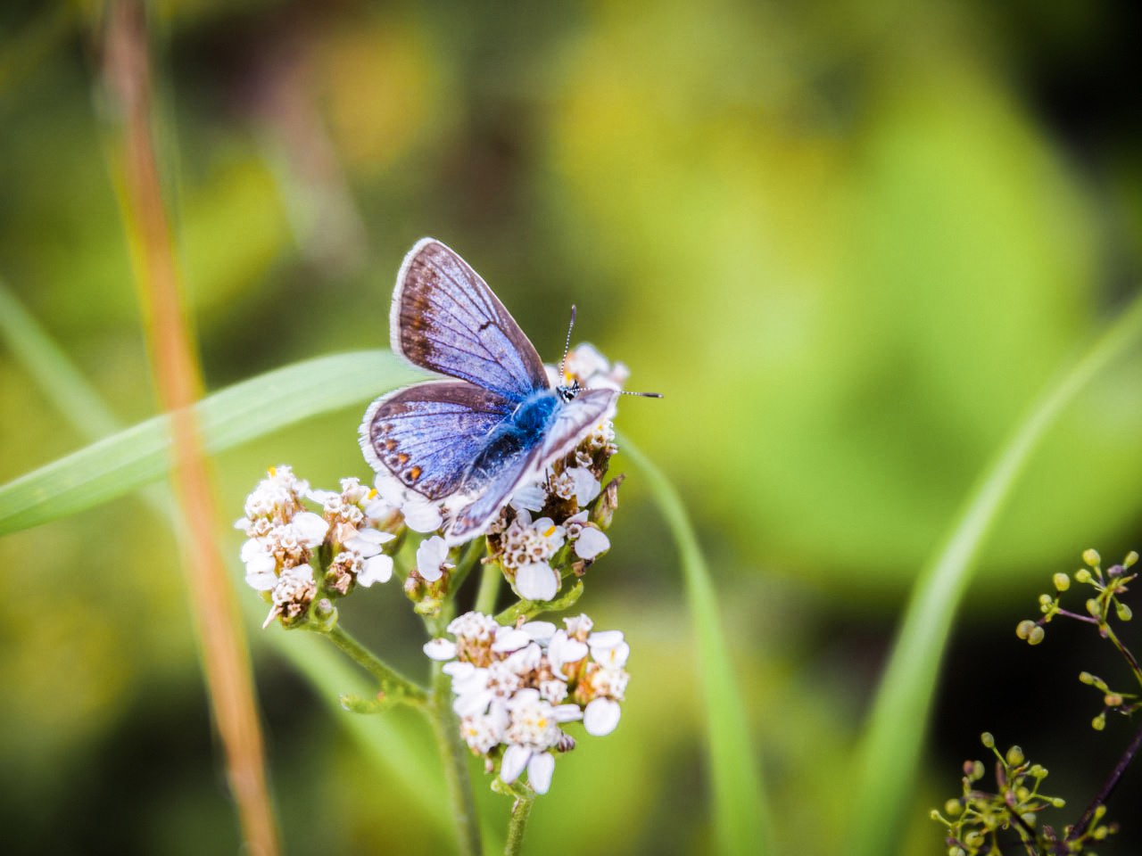 Schmetterling Nordhalben_Foto Alexander Mohr_DF.jpg