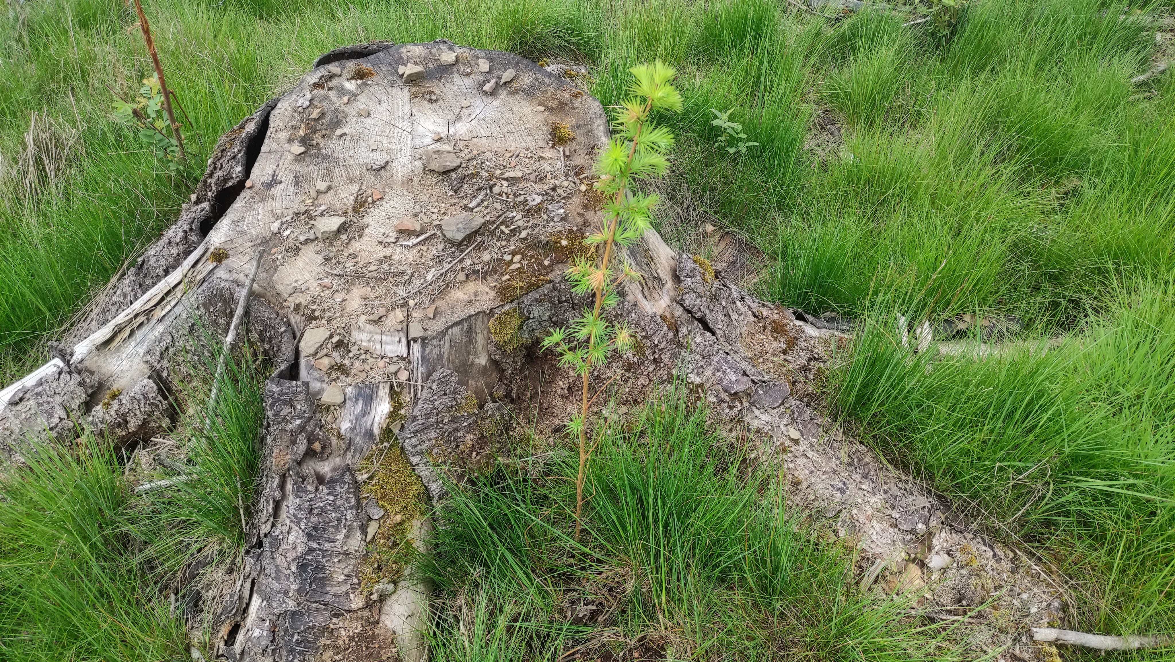 Mein BAUM für den Frankenwald.jpg