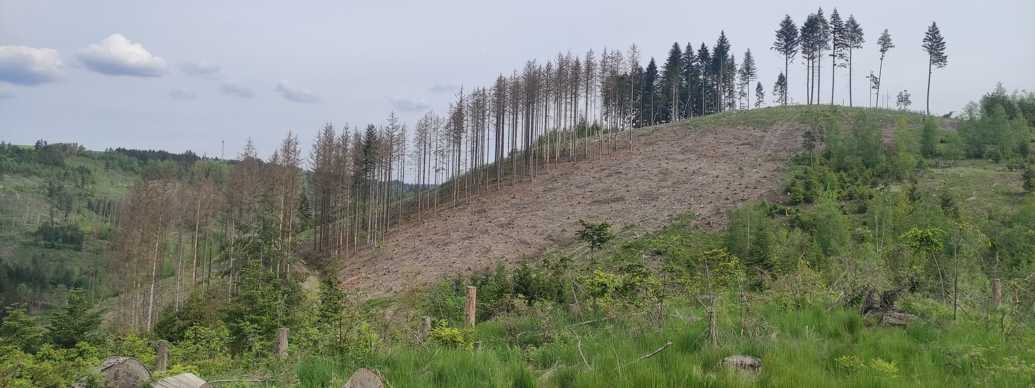 Mein BAUM für den Frankenwald Leider haben wir keinen Alternativtext zu diesem Bild, aber wir arbeiten daran.